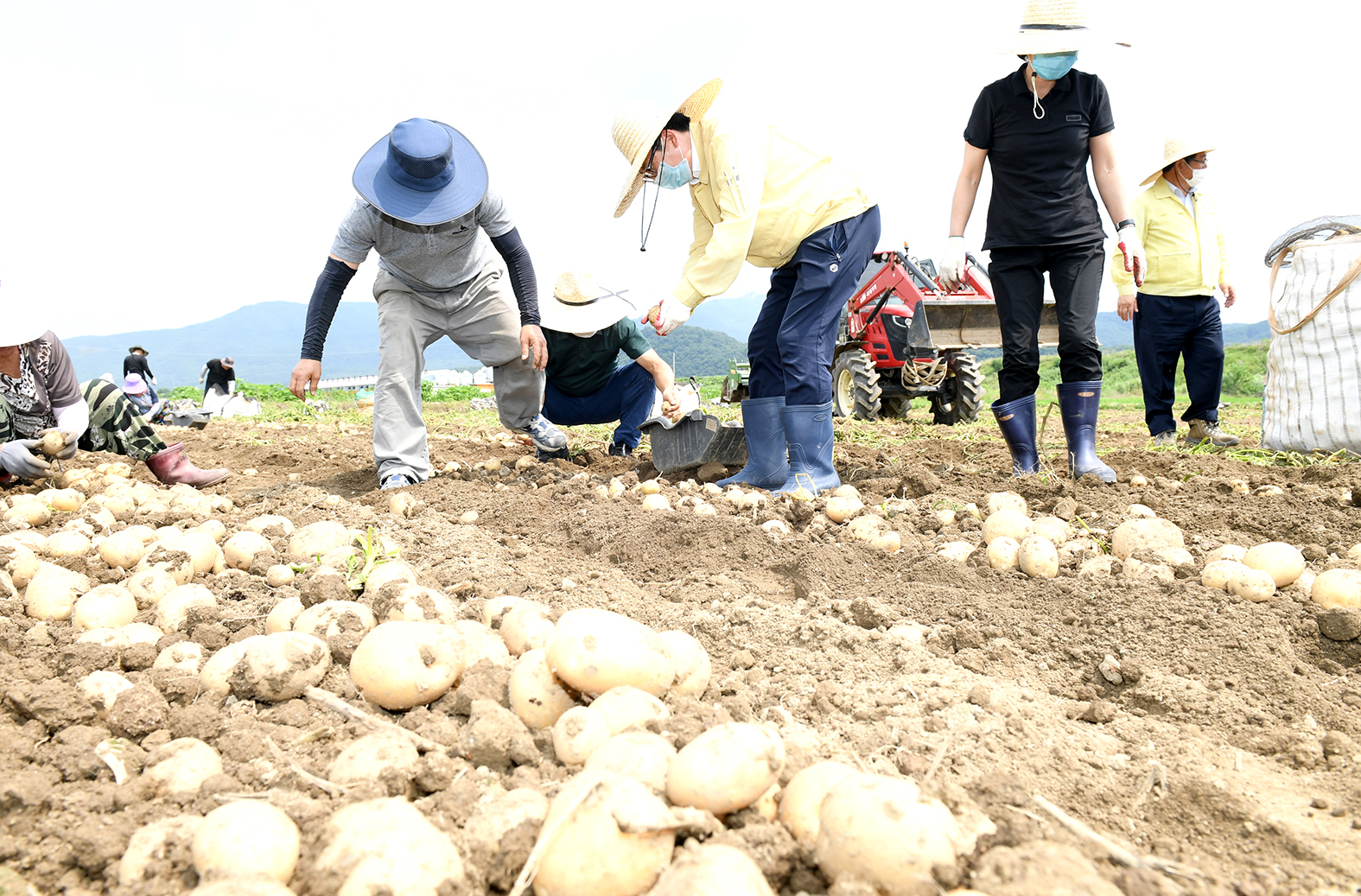 감자수확 농가현장 방문 